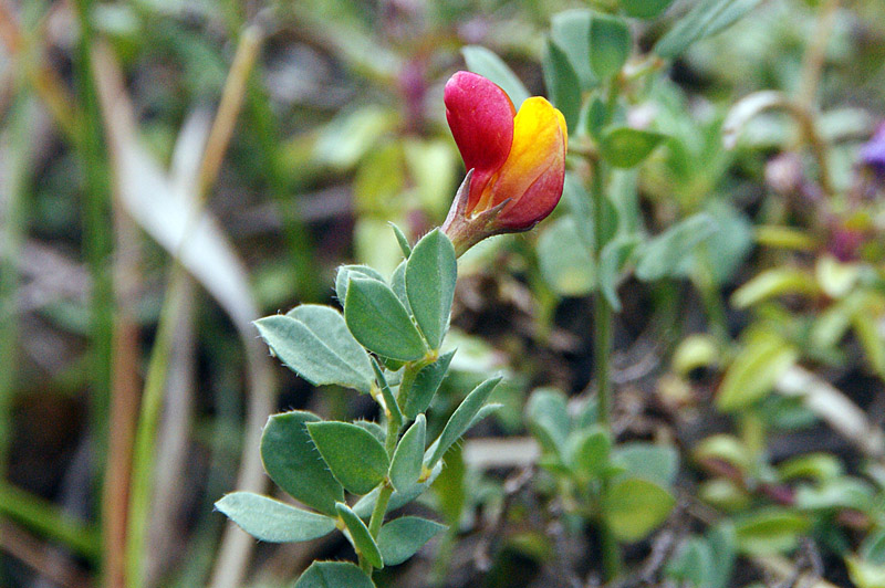 Lotus corniculatus subsp. alpinus / Ginestrino alpino